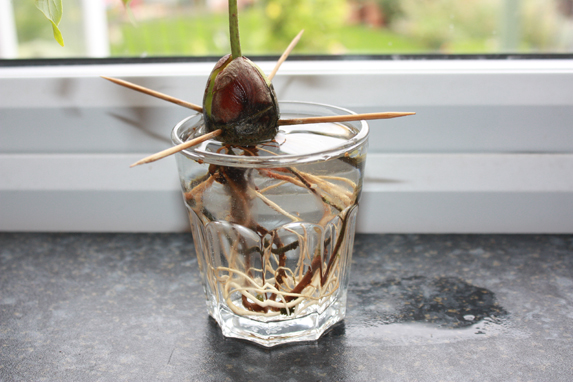 grow avocado tree