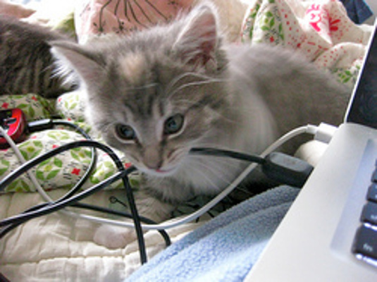 apple cider vinegar stop cat from biting cords