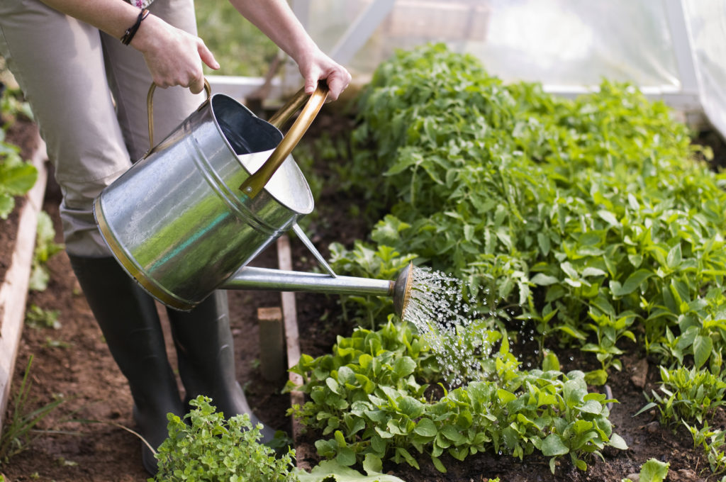 Fertilize Plants with Apple Cider Vinegar